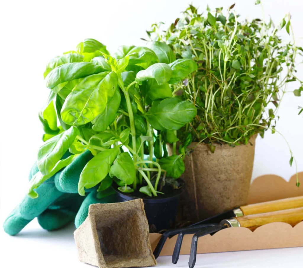 Commercial Landscape Improvement Phoenix