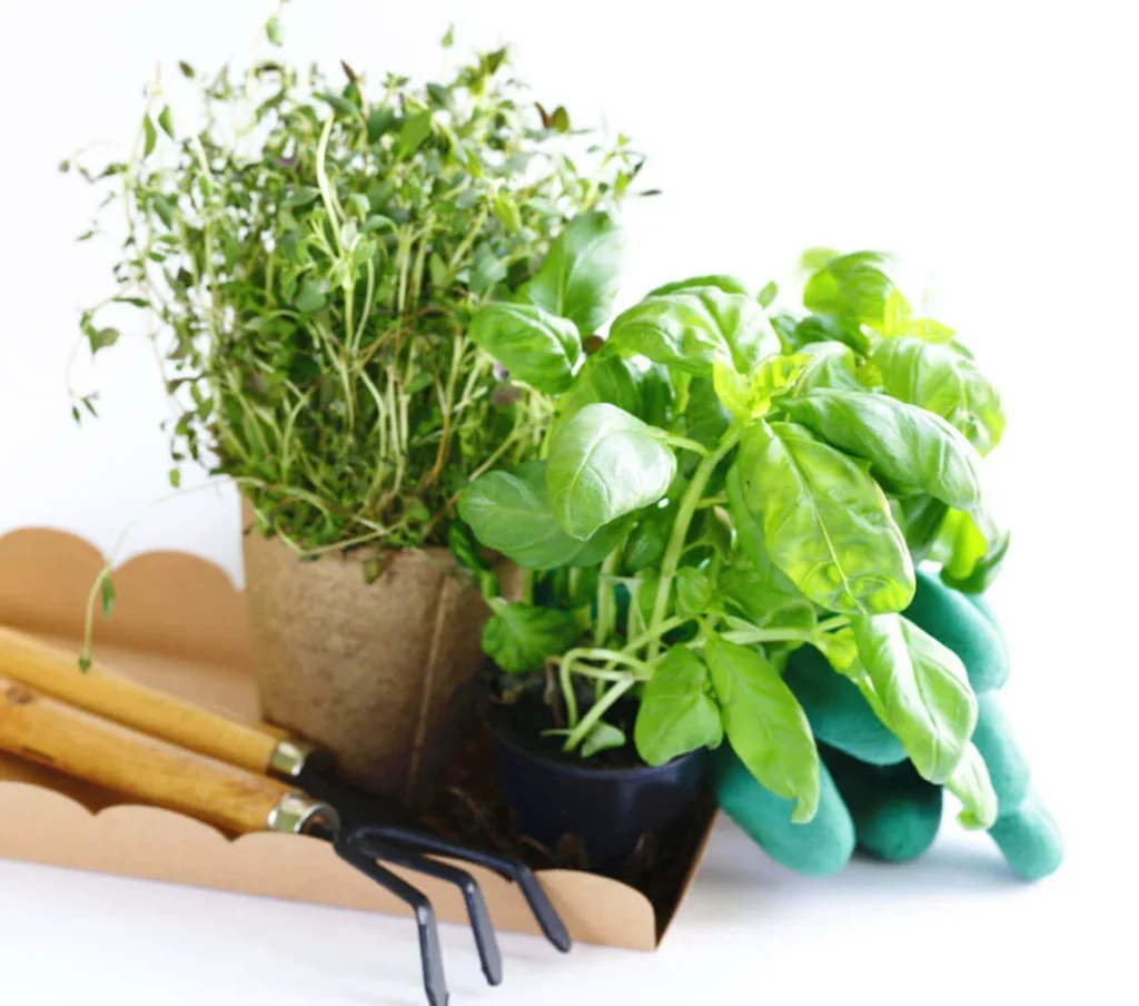 Commercial Landscape Professionals Phoenix