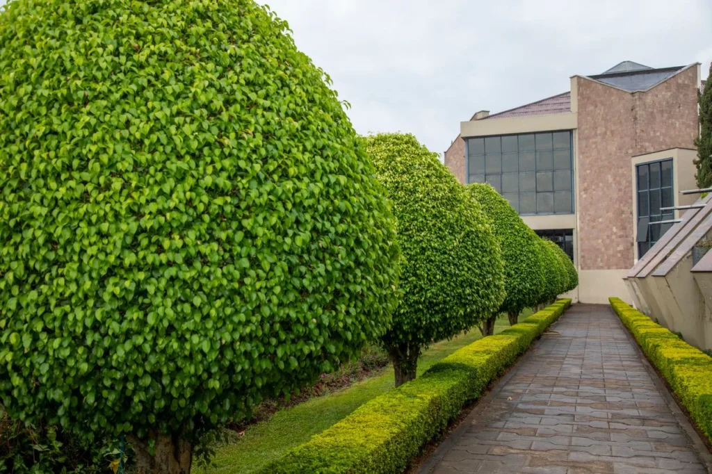 Commercial Tree Pruning Services Phoenix