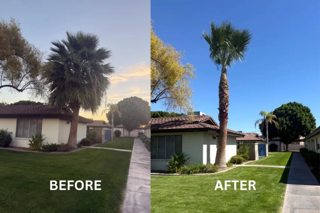 Before and after palm tree trimming at La Rosa apartment community in Tempe AZ